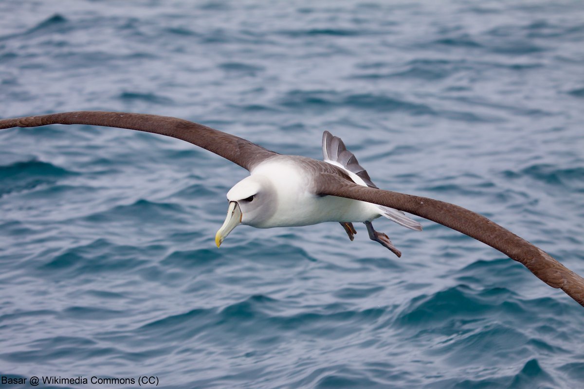 Population assessment of White-capped Albatrosses in New Zealand

tandfonline.com/doi/abs/10.108…

#ornithology #conservation