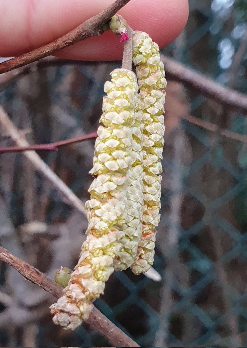 First female Hazel flower of the year spotted :)