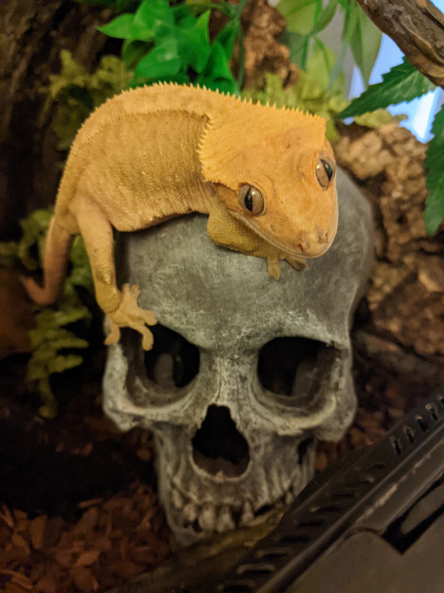 Ceire_Warren's tweet photo. BEHOLD, THE GECKOMANCER! https://t.co/lumfFqG97T