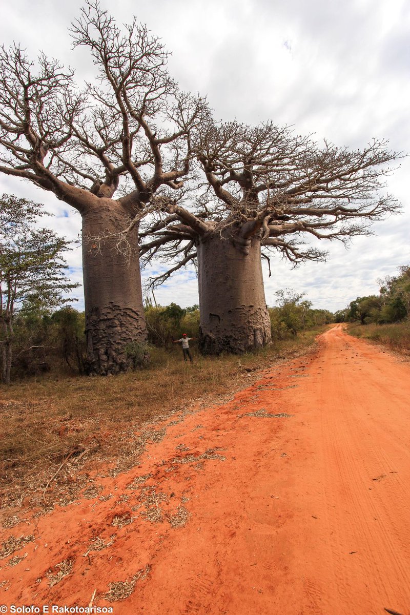 RseSolofo's tweet photo. Very impressive #Baobab specimens recorded in dry forest western #Madagascar https://t.co/61GJjbxyOk