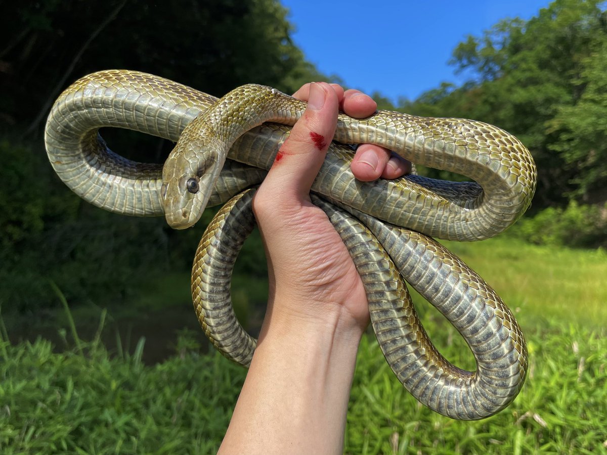 去年見たアオダイショウさん
