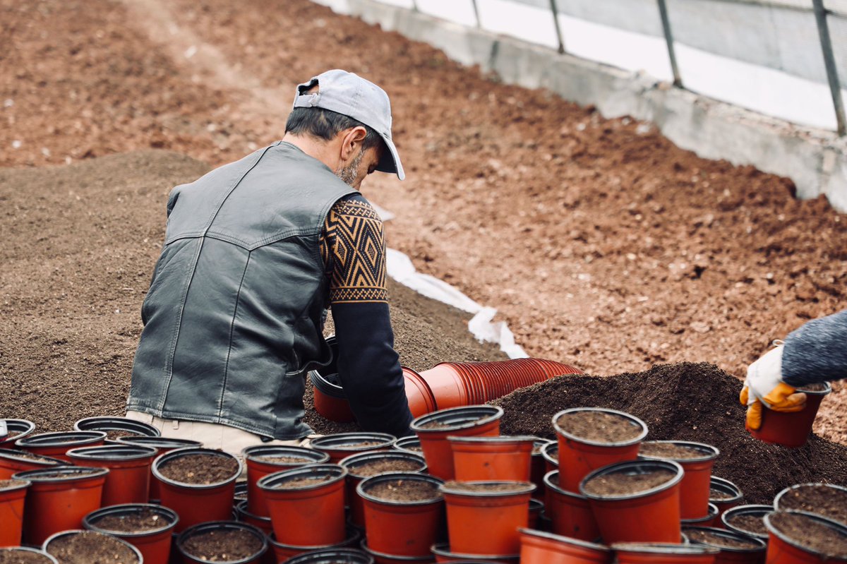 Toprağımızı Yeşillendirmeye Devam  Ediyoruz.🌿

Seramızda fesleğen üretim faaliyetlerine başladık.

- Ekiplerimize başarılar diliyoruz 👆

📍Nev Bahçe 

#KalbeYürüyenBelediyecilik 💚