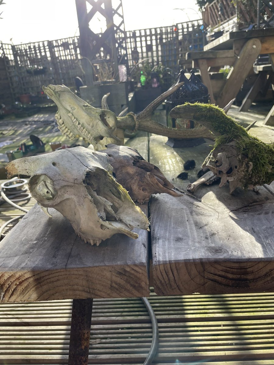 befmavaa's tweet photo. If someone told me a few years ago there’d be a point in my life where I had a table of skulls that needed bleaching in the garden I’d have thought they were mad. But here we are. https://t.co/X9fZDpY0oQ