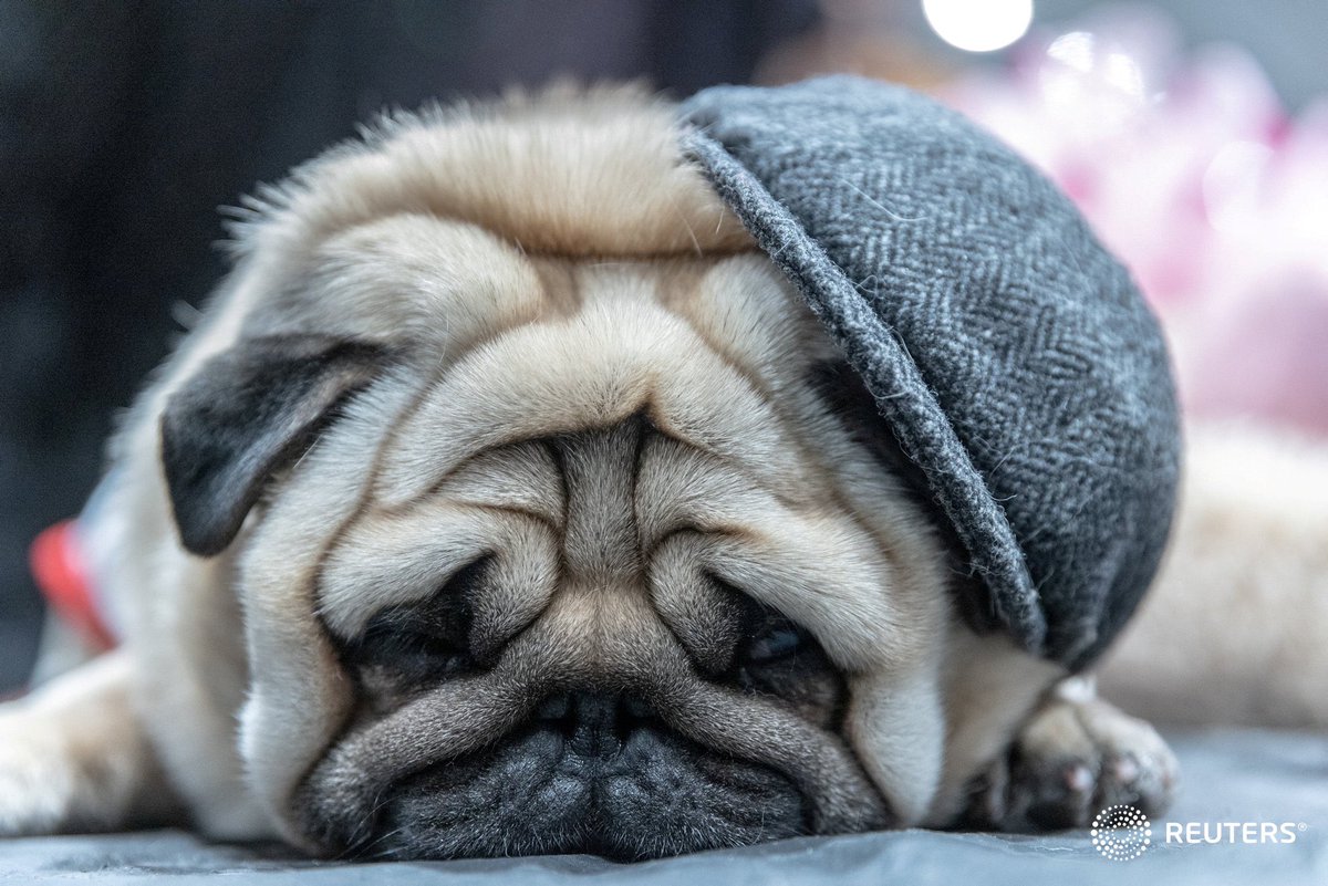A Pug sleeps during the American Kennel Club's Meet the Breeds event yesterday in New York. Photo by <a href="/JeenahM/">Jeenah Moon</a>