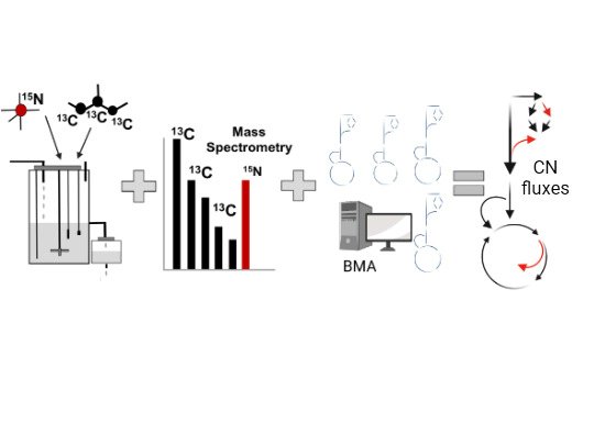 MolSystBiol's tweet photo. A new approach simultaneously quantifying intracellular carbon + nitrogen metabolic fluxes is applied to Mycobacterium bovis BCG, highlighting glutamate as the central node for nitrogen #metabolism ➡️ https://t.co/F4nbjLMxVm @johnjoemcfadden @UniOfSurrey #fluxanalysis #Mbovis https://t.co/nnVN75DAhb