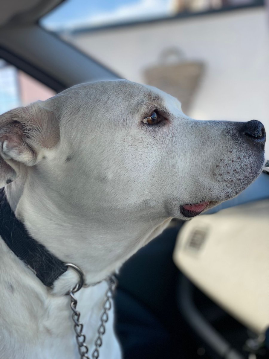 Dogs On The Streets tweet media