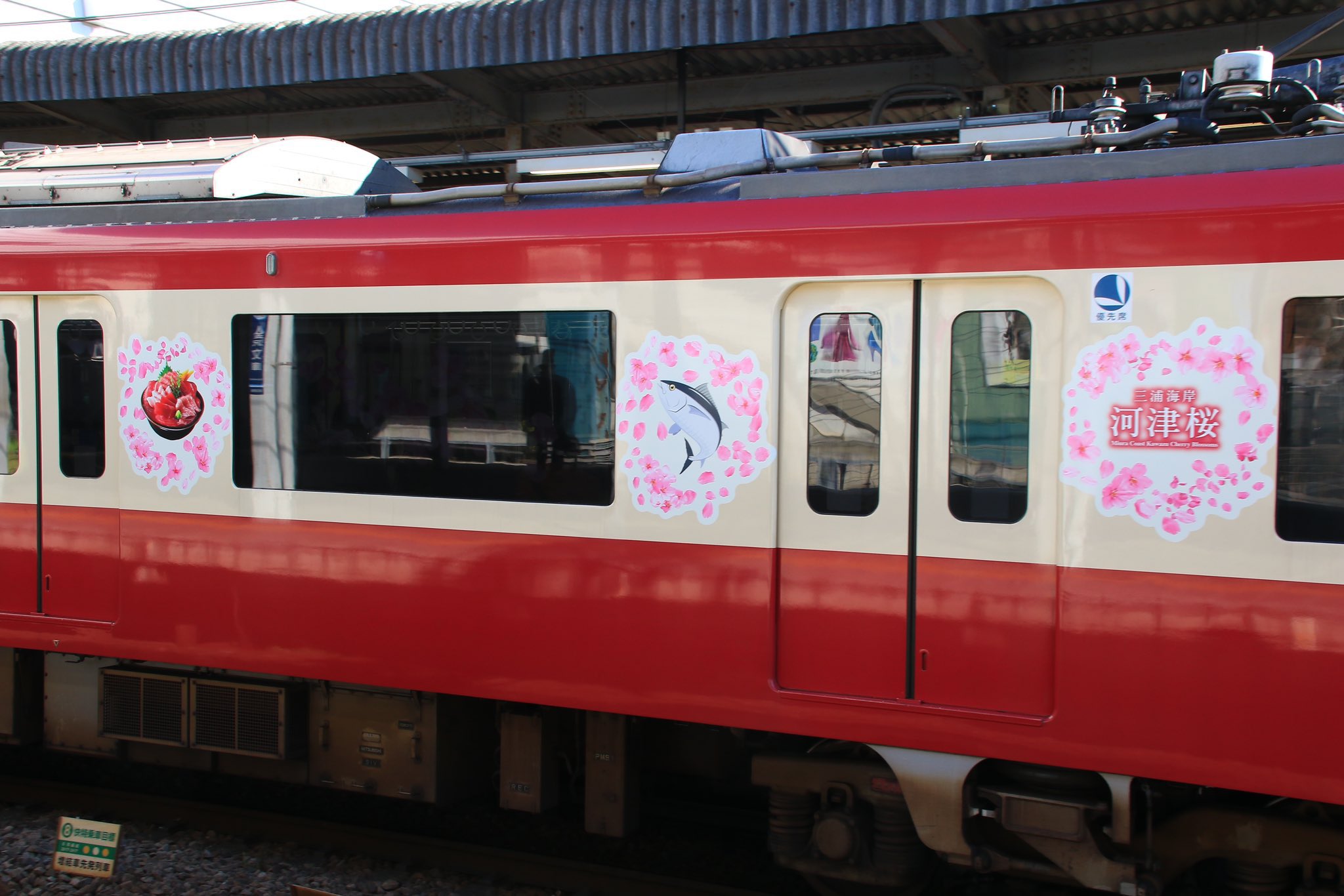 251系 SVO 新塗装 河津桜ラッピング 10両編成 クリアファイル2点付き 251系に河津桜をイメージしたラッピング｜鉄道ニュース｜2015年2