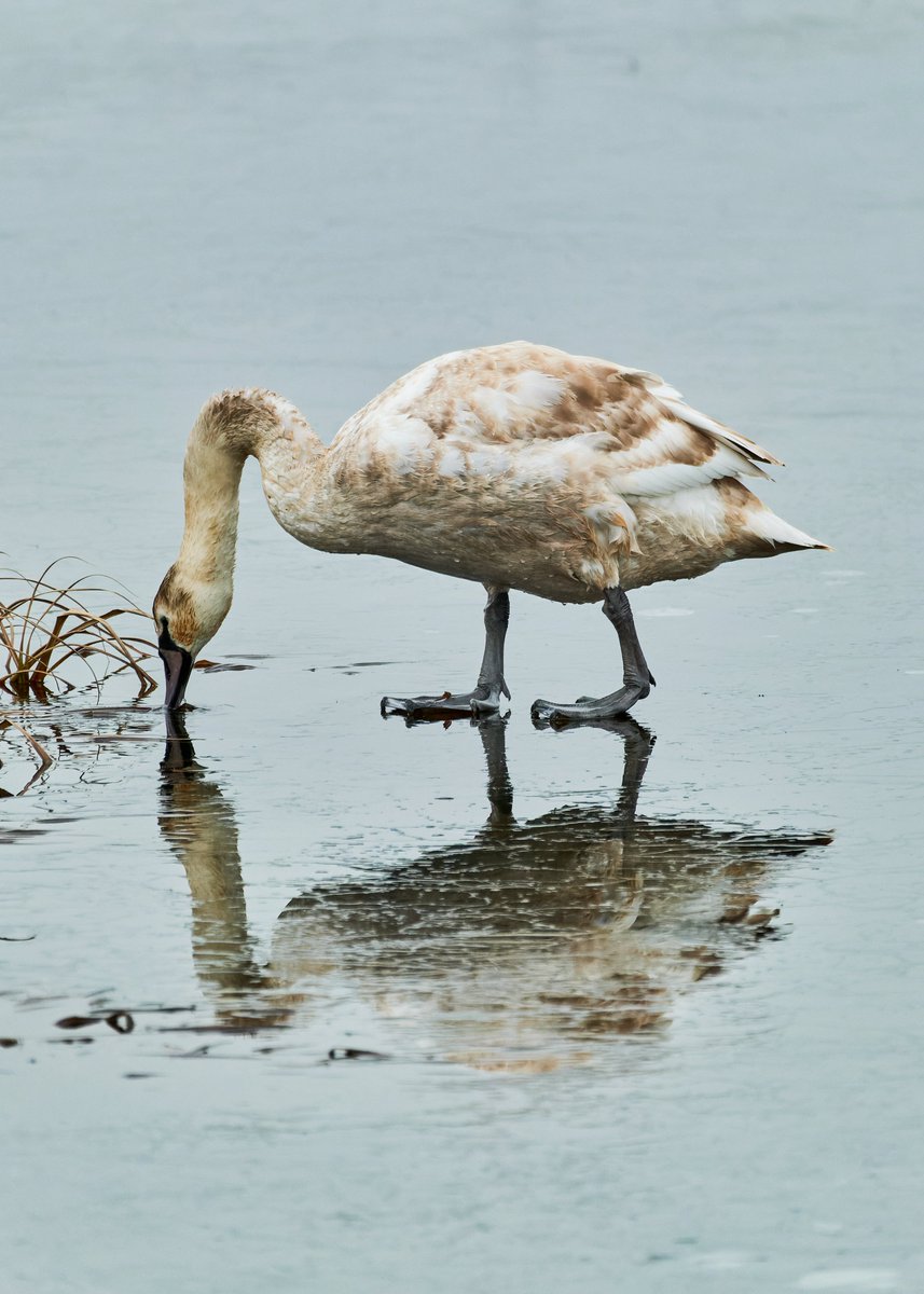 Pastcaring's tweet photo. Young mute swan getting to grips with the ice at #OuseFen
#Fenwildlife #UKNaturePhotography #wildlifephotography #UKBirdPhotography #SkatingOnThinIce #wildlife #NaturePhotograhpy
#nature #naturelovers https://t.co/xD3EJ2WVJX