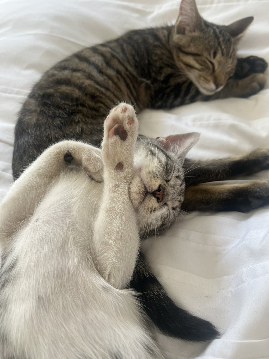 Tilly_Bloom's tweet photo. @michaelscat2 Brothers x https://t.co/fXv0qIXbuM