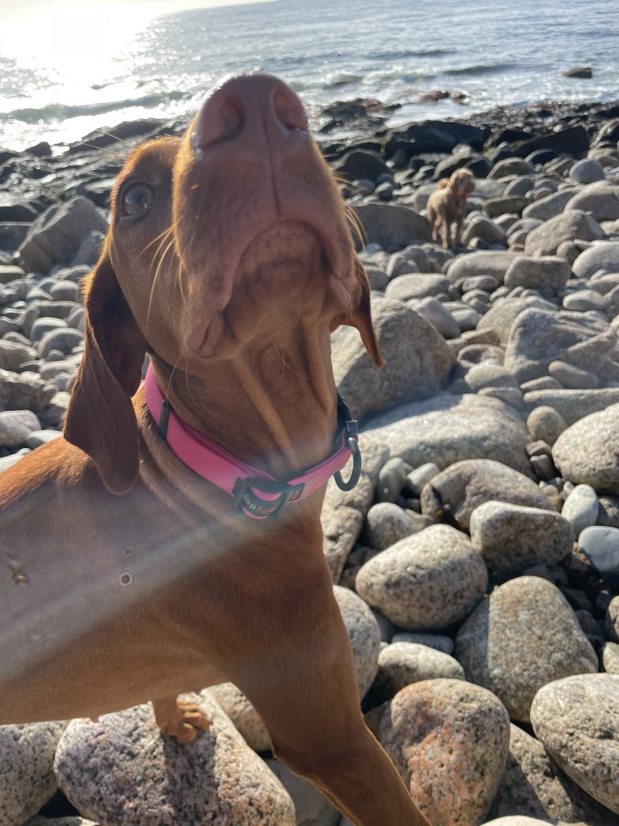 See this nice collar Piper has on? We sell these on our website. They’re waterproof and you can buy a matching leash with it. The material is soft and comfortable for the dog 🐶🐾#smellydogz #halifax #novascotia #4pawshfx #dogtrainer #dogwalker #dogsofhalifax