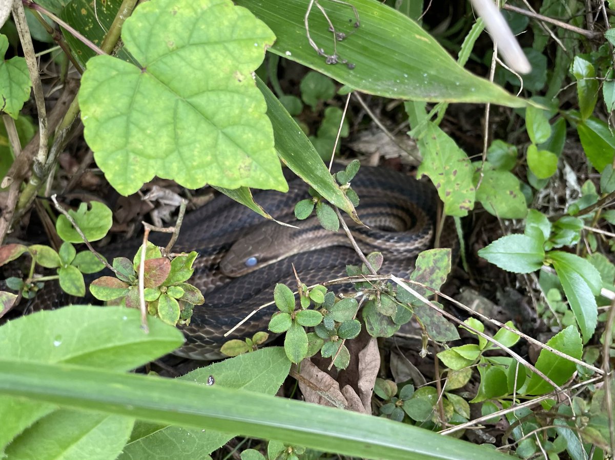 去年見た昼寝中のシマヘビさん