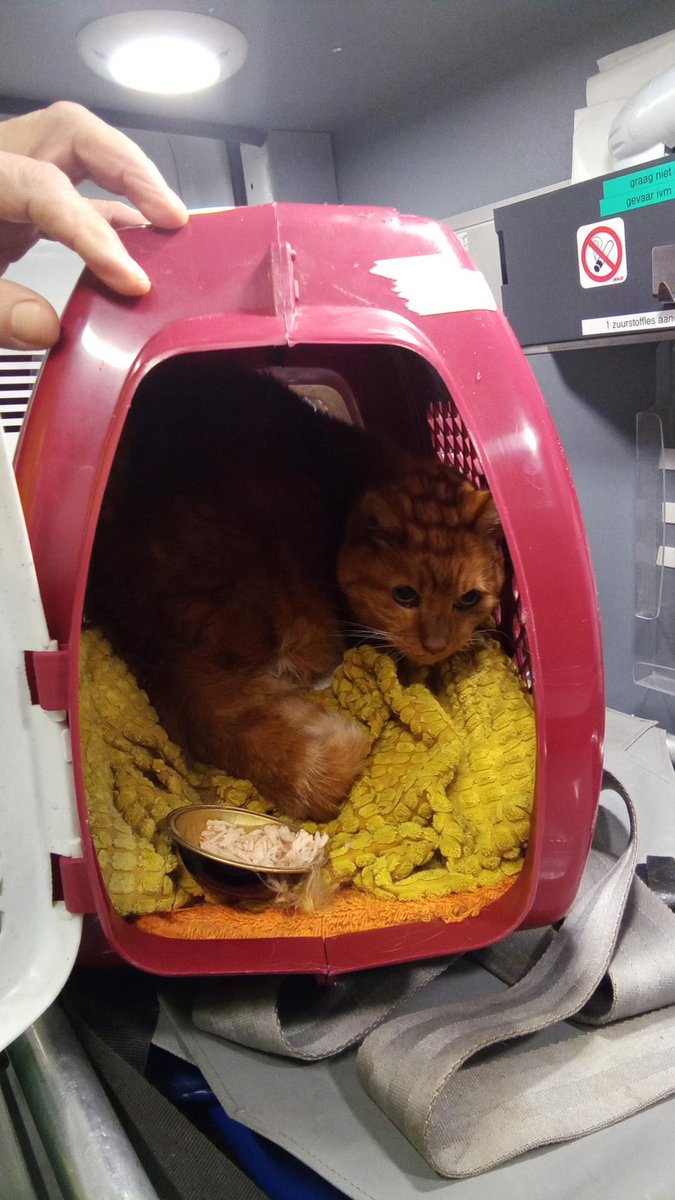 DierenAmsterdam's tweet photo. Harteloos
Gedumpt in hoekje achter containers, in reismand met plastic zak erom tegen de regen? Houtrijkstraat bij speeltuintje. Lieve kater Hennie, het kan vanaf nu alleen maar beter worden ouwe (18 jarige!) dibbes, mooie rooie. Ons hart heb je al gestolen! #Tips @Meldpunt144 https://t.co/Gk5sqBSNsq