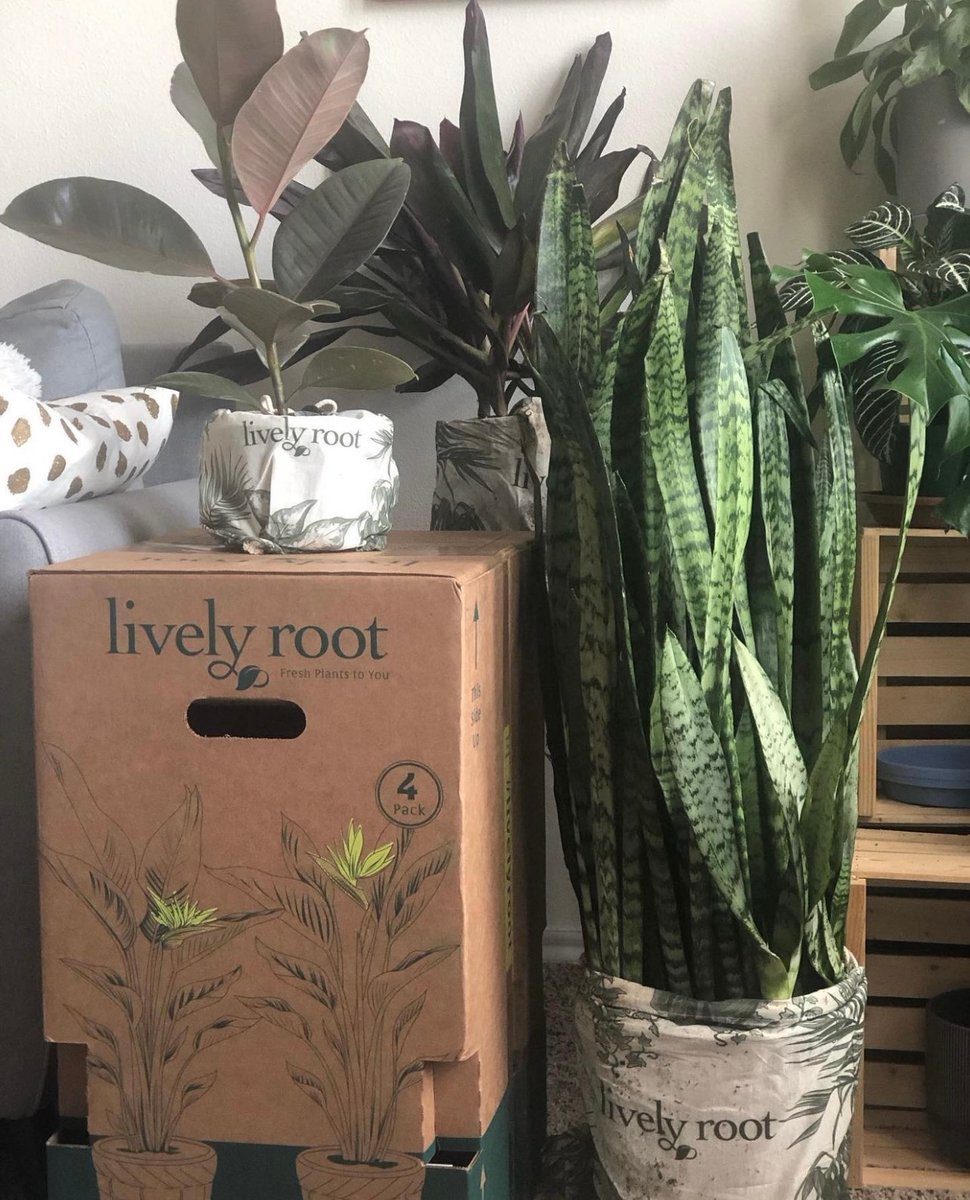 livelyroot's tweet photo. Why get one plant, when you can get a bundle? ๐๐ชด #livelyroot #plants
๐ธ: @sweetletterb https://t.co/NuZQYLaYeE