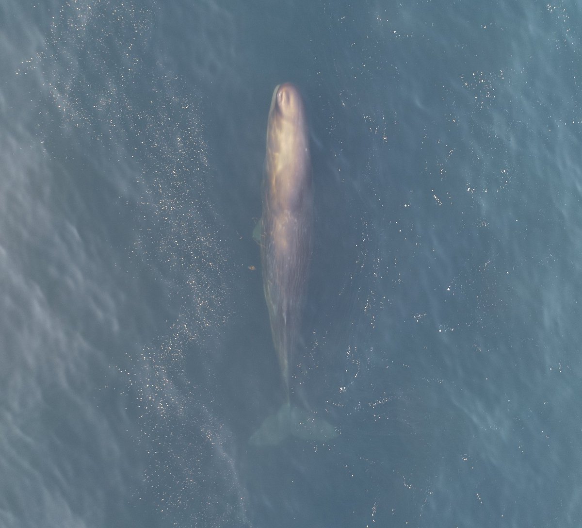 Sperm Whale Scale tweet media