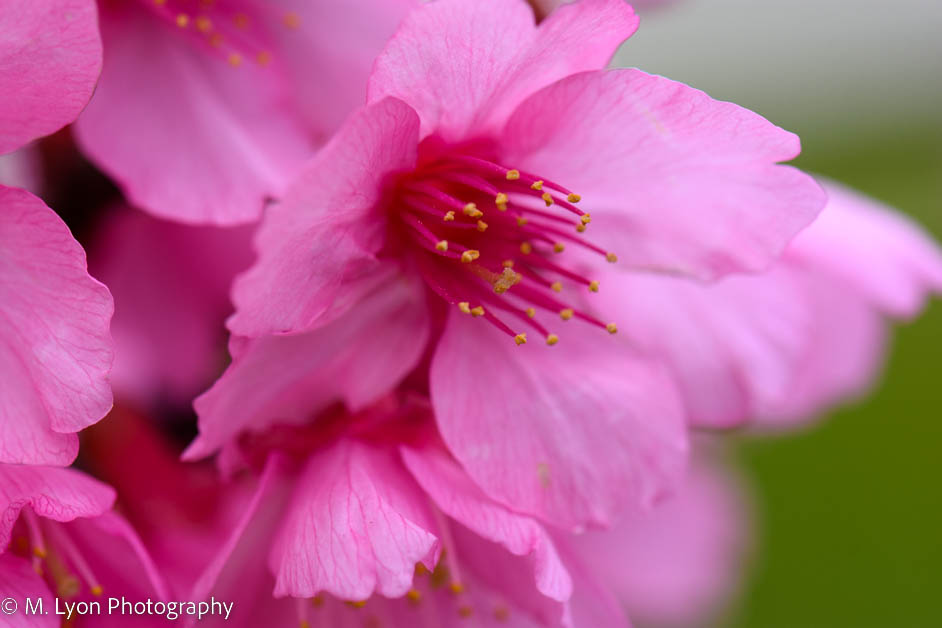 mlyonphotos's tweet photo. Cherry Blossoms at the Urasoe Dai Park.
#cherryblossoms #flowers #sakura #macro #okinawa #okinawajapan #lostinjapan #lostinoki #okilife #okinawa_photo_collection #okialways #okinawaphotoclub #okinawa_photo_community #exploreokinawa #beokinawa #nikon #nikonD7200 #photography https://t.co/1TnfitmGhg