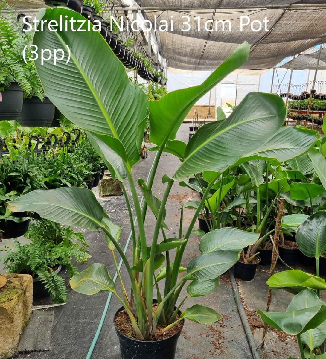 ClicknPlantza's tweet photo. We have released a whole bunch of new indoor plants to our shop. Take a look at how stunning they look and lots of new plants to add to your collections.

#indoorplants #newplantarrivals #indoorjungle #officeplants #alocasia #monstera #philodendron
#calathea #waxivy https://t.co/xJYxVLdLkn