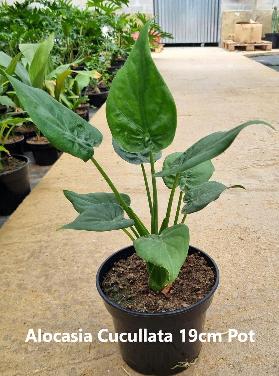 ClicknPlantza's tweet photo. We have released a whole bunch of new indoor plants to our shop. Take a look at how stunning they look and lots of new plants to add to your collections.

#indoorplants #newplantarrivals #indoorjungle #officeplants #alocasia #monstera #philodendron
#calathea #waxivy https://t.co/xJYxVLdLkn