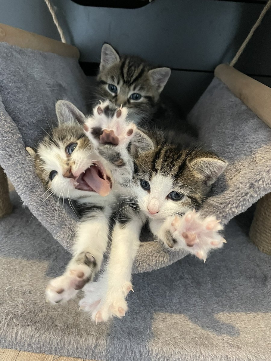 Morning foster kittens photos