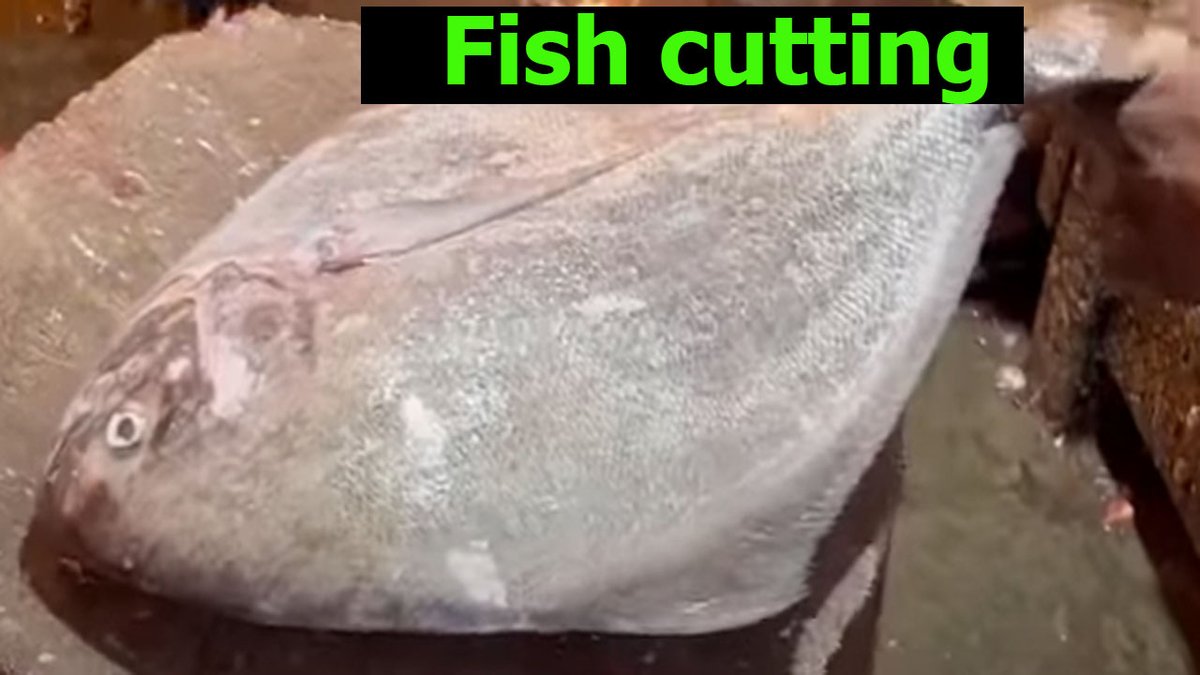mdsolam54376485's tweet photo. Big Black Pomfret &amp; Bhetki Fish Cutting Skills! fish cutting bd 

https://t.co/vSrPtAM5SL

#fishcuttingbdwithrapsan, #fishcutting, fishcutting, fishcuttingbd, #fishcuttinglive, #fishcuttingctg, #fishcuttinglive, #fishcuttingbangladesh, #fishuctting, #cuttingfish, #fishcuttingliv, https://t.co/YUIJ03t26H