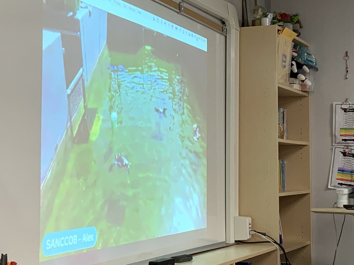MissLiu_VIO's tweet image. We began this morning visiting with @SANCCOB in Cape Town this morning! We got a behind the scenes look at how the organization operates and learned about how they are helping penguins and other injured seabirds! What a valuable experience with @EBTSOYP ! @MsHearn_VDPS