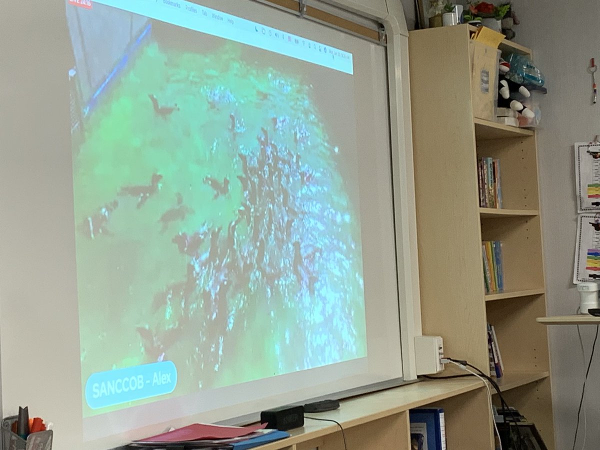 MissLiu_VIO's tweet image. We began this morning visiting with @SANCCOB in Cape Town this morning! We got a behind the scenes look at how the organization operates and learned about how they are helping penguins and other injured seabirds! What a valuable experience with @EBTSOYP ! @MsHearn_VDPS