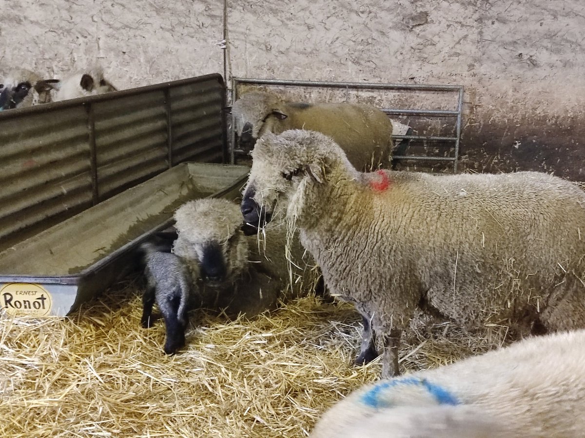 L'#agnelage a commencé 🐑... Les #agneaux arrivent... et ils s'amusent déjà à se glisser de partout 😅 #ferme #bergerie