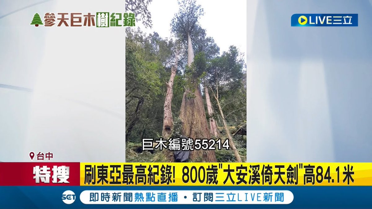 恭喜你榮登樹木界的台灣之光~東亞最高樹在台灣! 800歲"大安溪倚天劍"高84.1米 拍攝"找樹"腳軟無數次! 紀錄片團隊跋山涉水｜https://t.co/Pvc7rvZAez