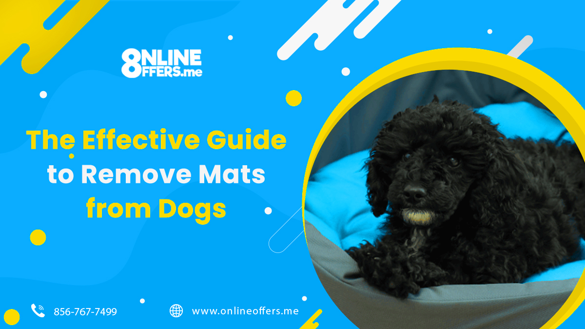 Onlineo71787011's tweet image. The quickest way to bond with your dog is by grooming them regularly.

To know more, please visit onlineoffers.me/the-effective-…  or call us at 856-767-7499. 

#Theeffectiveguidetoremovematsfromdogs
#dogessentials 
#petspropergrooming
#bestbeautyboxes #babyproducts
#DeliveryOptions
