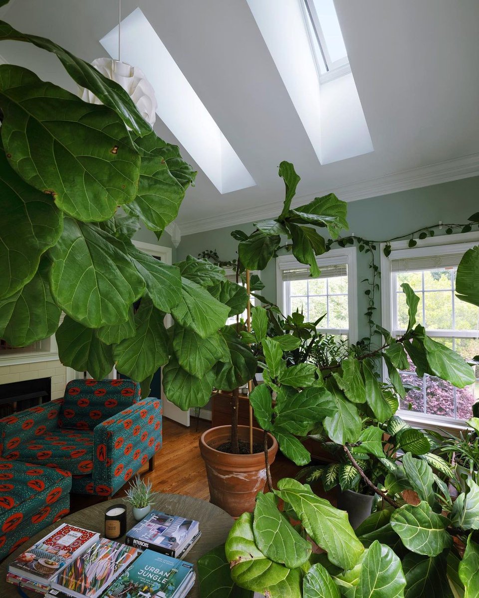 VELUX America (@veluxamerica) on Twitter photo It's no secret that plants have an affinity for natural light and fresh air, as seen below with <a href="/designaddictmom/">Stacey Ann Blake</a>'s #figtree, Glory. Read Stacey-Ann Blake's #skylight story: bit.ly/3XNw8bR #plantparents #natureinspireddesign It's no secret that plants have an affinity for natural light and fresh air, as seen below with <a href="/designaddictmom/">Stacey Ann Blake</a>'s #figtree, Glory. Read Stacey-Ann Blake's #skylight story: bit.ly/3XNw8bR #plantparents #natureinspireddesign