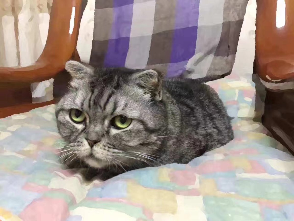 srivendare1's tweet photo. @PetaverseNetwrk @cummingssi I used to have a cat, although I don't have any pets now since I will move to another city. I often sit on the balcony with my cat, that is one of the most joyful moments I can come up with. https://t.co/S7aqrZUHKG