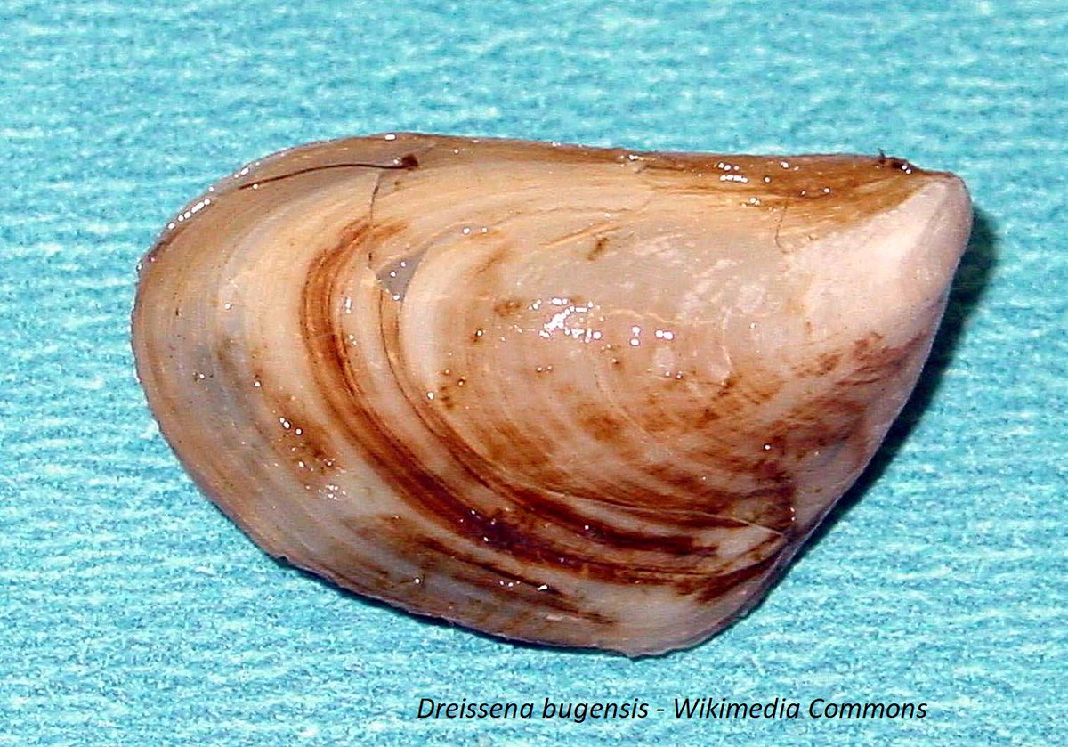 #Dreissenabugensis, #QuaggaMussel, detected in Lake Garda, likely introduced through unintentional overland transport of recreational boats and fishing gear. Fear that the species will build dominant populations and spread to other Italian water bodies. 👉bit.ly/3RfYmJQ