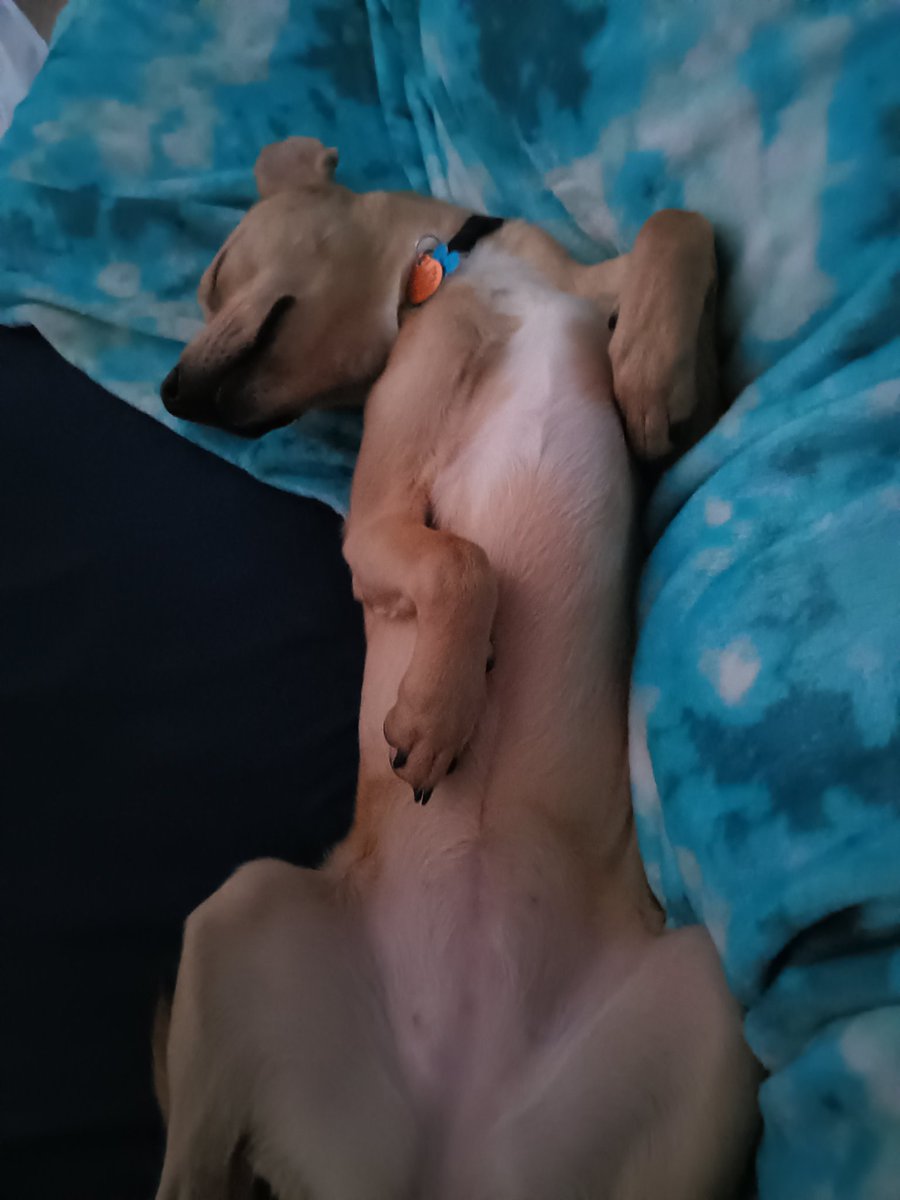 I love this dog so much, her name is Miya and she's terrified of everything except for me, my girlfriend, and other dogs. Wind: horrifying, rowdy pit bull in the house: best friend