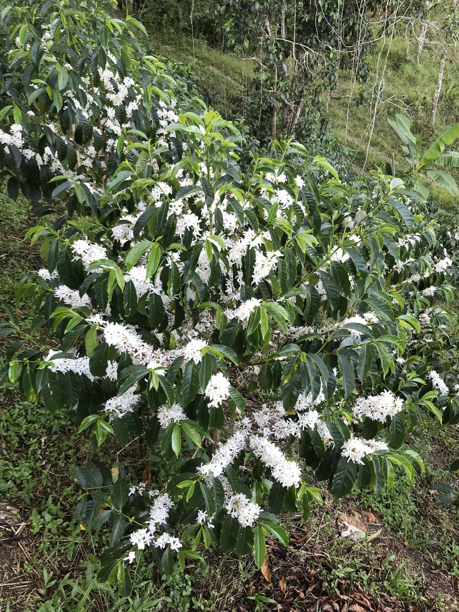 #flowering #bourbonsidra Harvest 2023! #specialtycoffee #kawacolombiancoffee #exoticcoffee #colombiancoffee