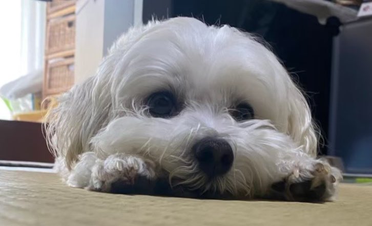 u_k20220323lasa's tweet image. お手手は顔の横で手を降ってる方が小顔効果抜群だし、あざと可愛いんだよぉー
🐶ほら、僕見てよ、可愛いっしょ🫶

必死で手を伸ばして般若👹みたいな顔になってなーい？
どうせなら風くんに、にこにこ可愛い自分見てもらいたいわ🥰
#藤井風 #LAAT