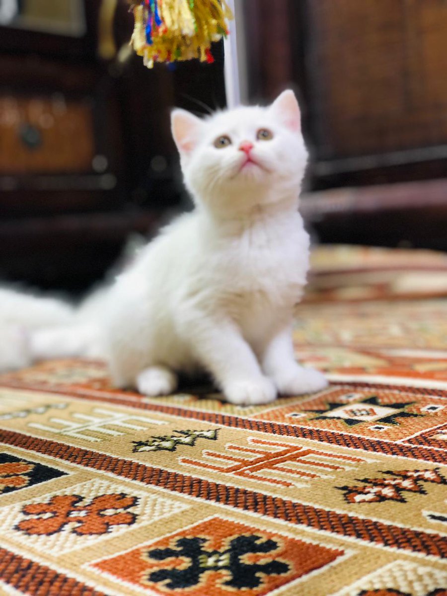 Mm2hh3's tweet photo. قطط للبيع تربيه ونعم التربية امهم ماتطلع من بيت وملقحات https://t.co/DDDlxRof88