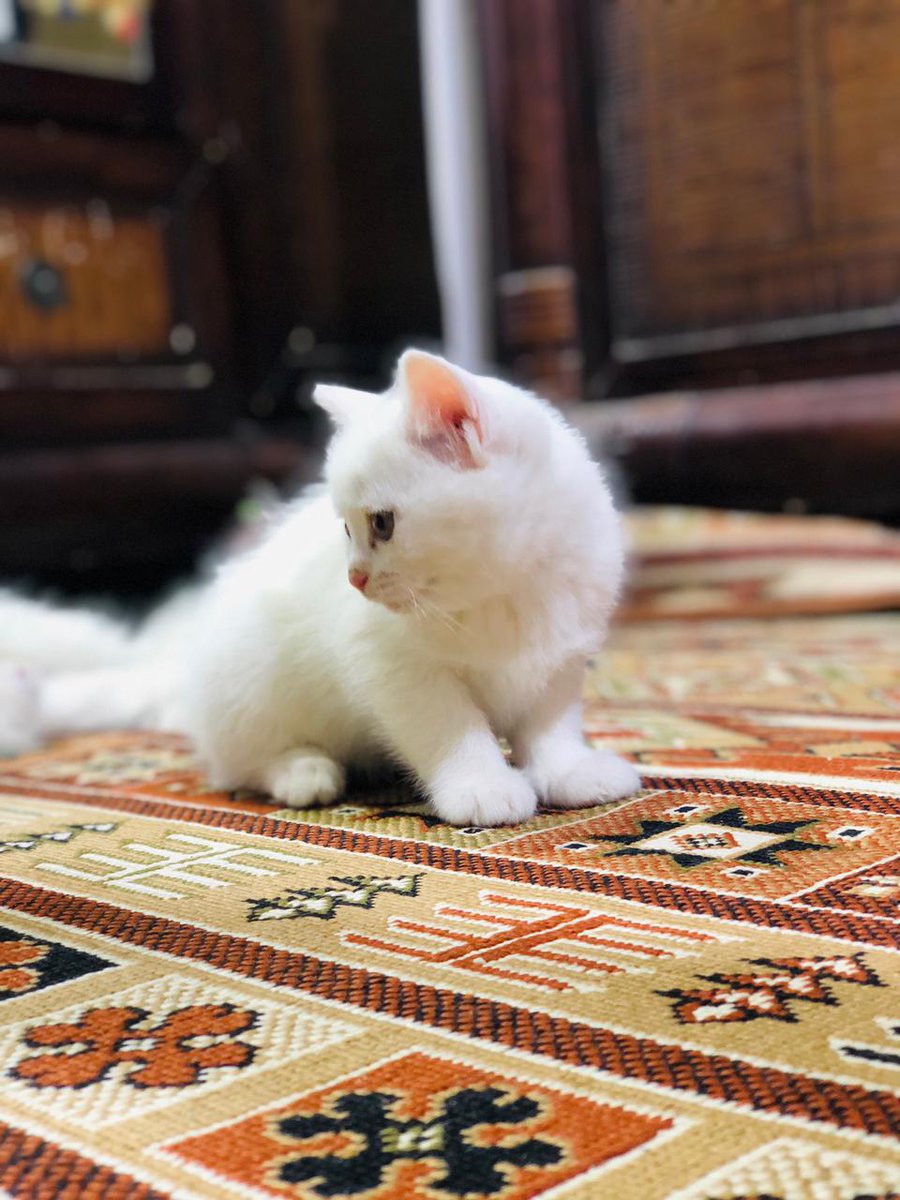 Mm2hh3's tweet photo. قطط للبيع تربيه ونعم التربية امهم ماتطلع من بيت وملقحات https://t.co/DDDlxRof88
