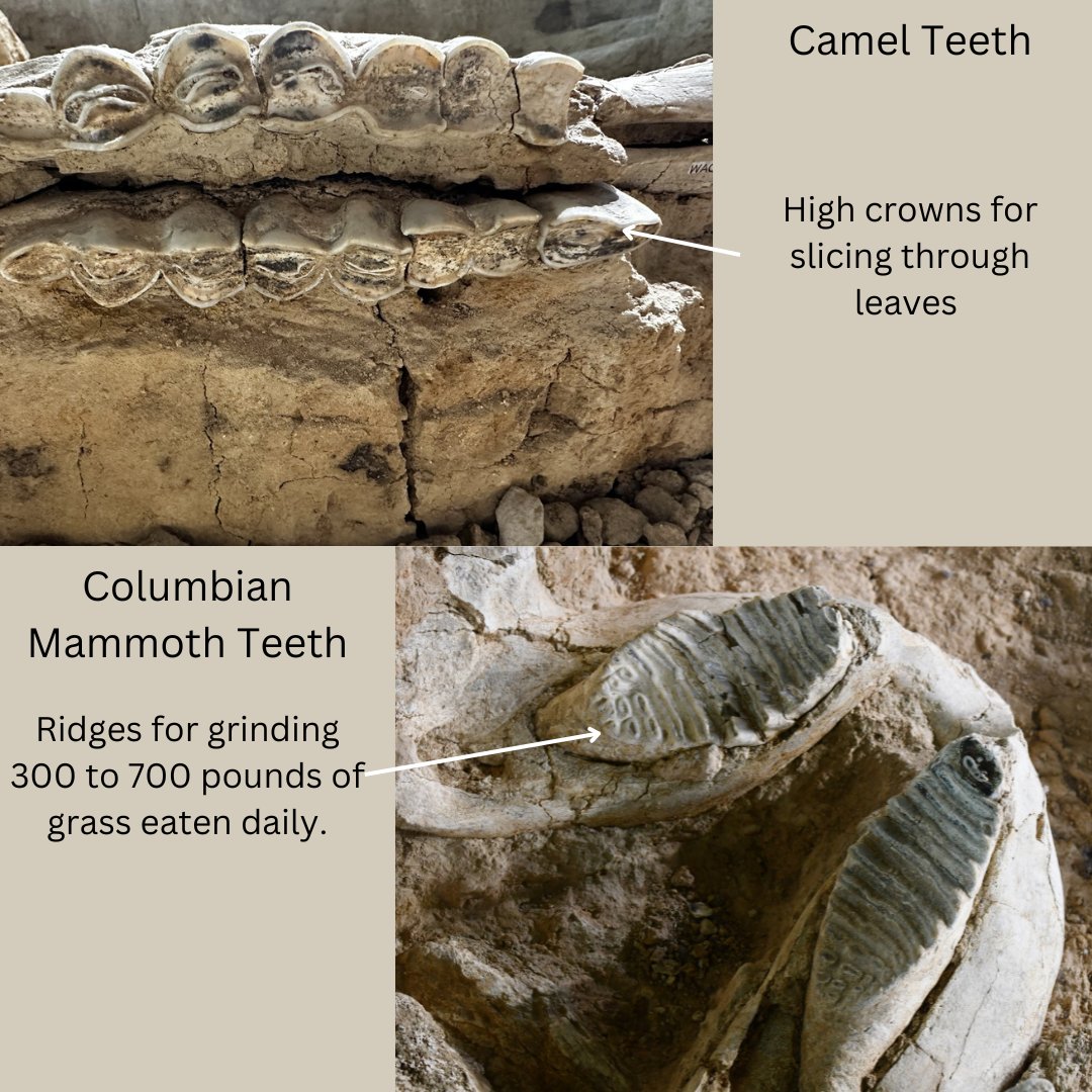 WacoMammoth's tweet photo. Happy #MammothMonday! Both camels and mammoths were herbivores, but they ate different types of plants. Mammoths ate grass, while camels eat grass and other leafy greens. Their differing diets are reflected in their teeth due to form following function. https://t.co/SVTy4N4Ytm