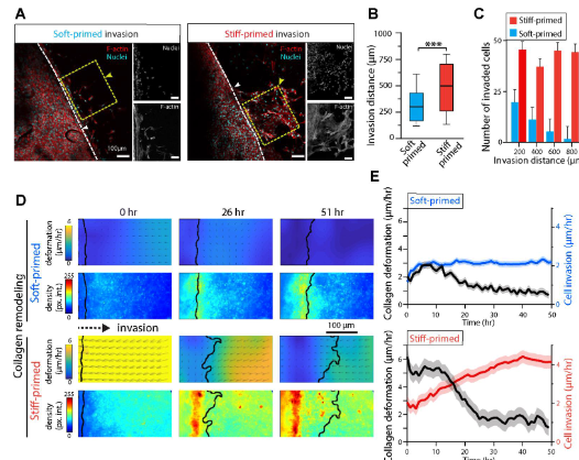CEMB (@cemb_stc) on Twitter photo Start the week fresh with a new publication from @Pathak_Lab! "Mechanically primed cells transfer memory to fibrous matrices for invasion across environments of distinct stiffness and dimensionality"
doi.org/10.1091/mbc.E2…
@WUSTL <a href="/WashUengineers/">WashU McKelvey Engineering</a> <a href="/jairajmathur/">Jairaj Mathur</a> Start the week fresh with a new publication from @Pathak_Lab! "Mechanically primed cells transfer memory to fibrous matrices for invasion across environments of distinct stiffness and dimensionality"
doi.org/10.1091/mbc.E2…
@WUSTL <a href="/WashUengineers/">WashU McKelvey Engineering</a> <a href="/jairajmathur/">Jairaj Mathur</a>