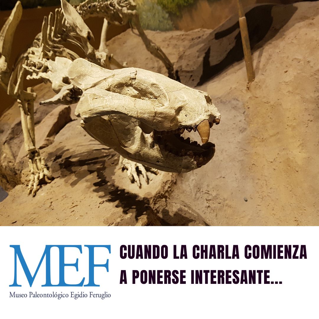 mefpatagonia's tweet photo. TE IMAGINÁS UNA CHARLA PREHISTÓRICA HACE 20 MILLONES DE AÑOS?📌En ese momento del tiempo vivió #Arctodictis 📷Su cuerpo era robusto y tenía el tamaño de un perro mediano. Era carroñero
📌Pertenece a la familia de los boriénidos, grupo extinto de marsupiales sudamericanos.
#Memef https://t.co/fkqiK7V2P6