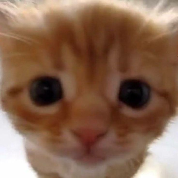 F3ARLESSHERO's tweet photo. ᅠ
ᅠ
ᅠ

ㅤstares back like this. https://t.co/GVUCtY6AXU