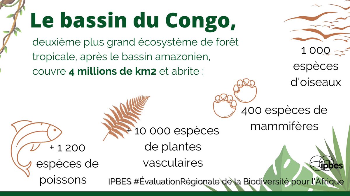 Le bassin du Congo abrite un riche écosystème.

Sous les tropiques, jusqu'à 6 millions de tonnes de mammifères, d'oiseaux &amp; reptiles sont récoltés chaque année, dont 1 à 5 millions de tonnes dans le seul bassin du Congo. 🐊🦧

🔎<a href="/IPBES/">ipbes</a> #RegionalAssessment: ipbes.net/assessment-rep…