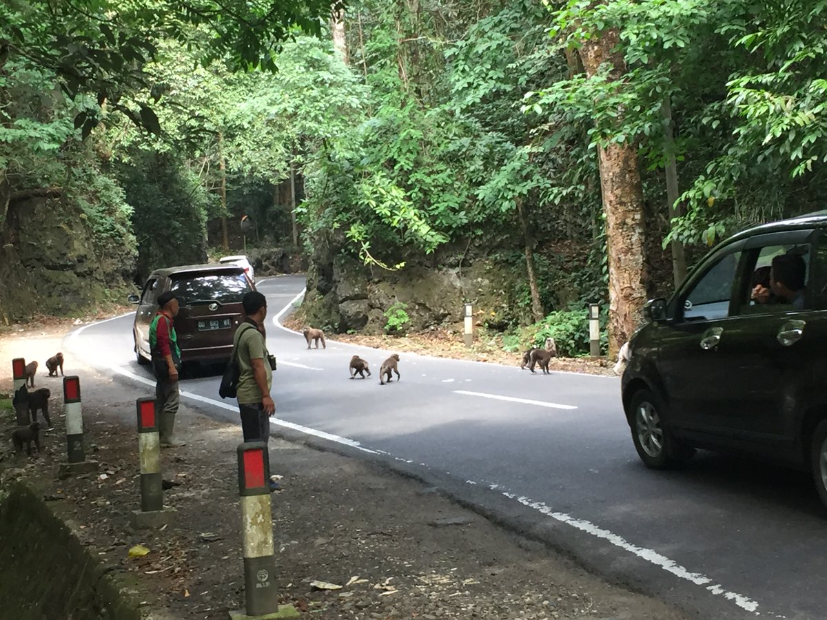 ethnoprimate's tweet photo. Congratulations to @anthrosdsu MA candidate, Josh Trinidad (@JoshSTrinidad) on being awarded a @SDSUResearch #CORE Fellowship to conduct his thesis research on collective movement behavior in #MoorMacaques! ๐ต๐๐ผ He's just awaiting his e-visa & then he's off to #Sulawesi ๐ฎ๐ฉ https://t.co/u2LkcabO3K