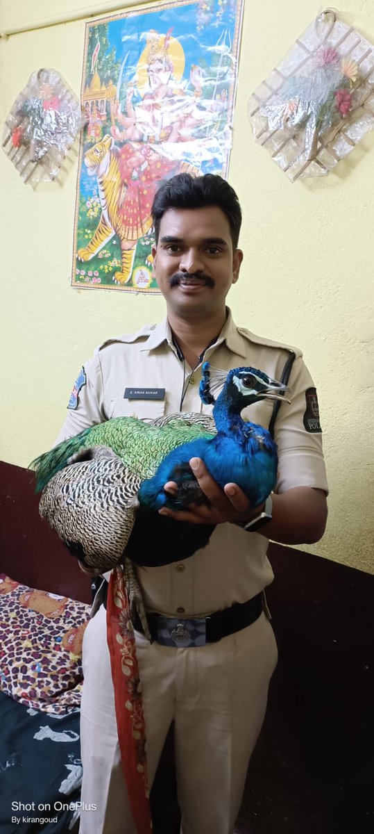 *Locals spotted a peacock roaming around the Shantinagar Agapura area and reported it to HabeebNagar. PS, HabeebNagar Police Si And Constables Officers arrived and rescued the peacock, which was then handed over to the Forest Department.<a href="/shohabeebnagar/">SHO HABEEBNAGAR</a> <a href="/DCPWZHyd/">DCP West Zone, Hyd | డిసిపి వెస్ట్ జోన్, హైదరాబాద్</a> <a href="/acpgoshamahal/">ACP Goshamahal</a>