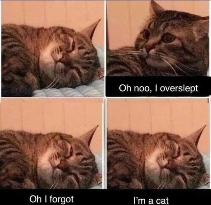 Dont Show Your Cat (@dontshowyourcat) on Twitter photo 