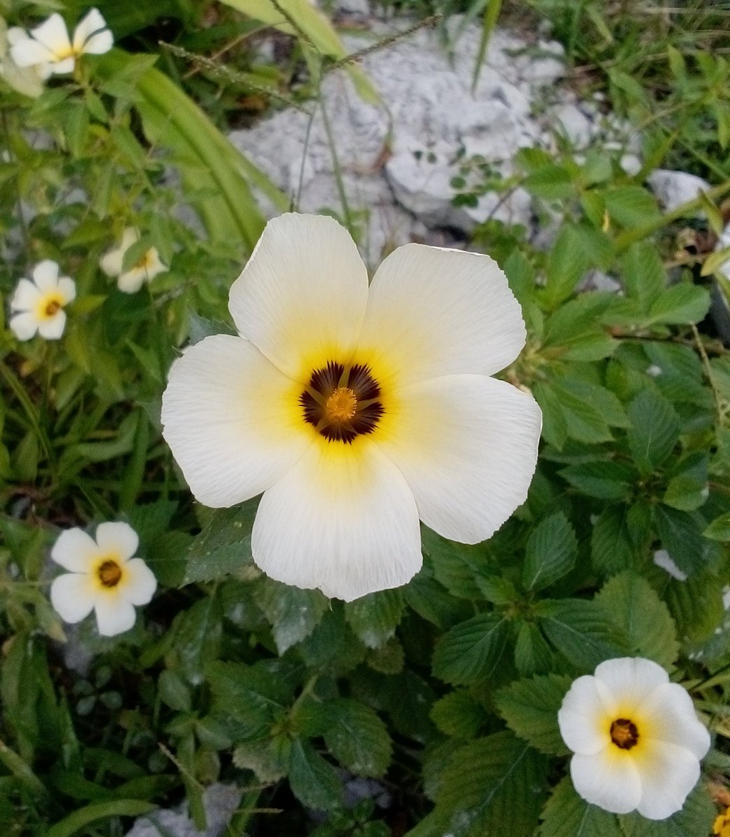 EXPECTATIVA 
Jamais podemos perder
a admiração, alegria
de ver uma flor.

REALIDADE
Só de pensar que
as flores surgem da
lama, do chão de barro...
📸<a href="/claitonline44/">Claiton Freitas</a>