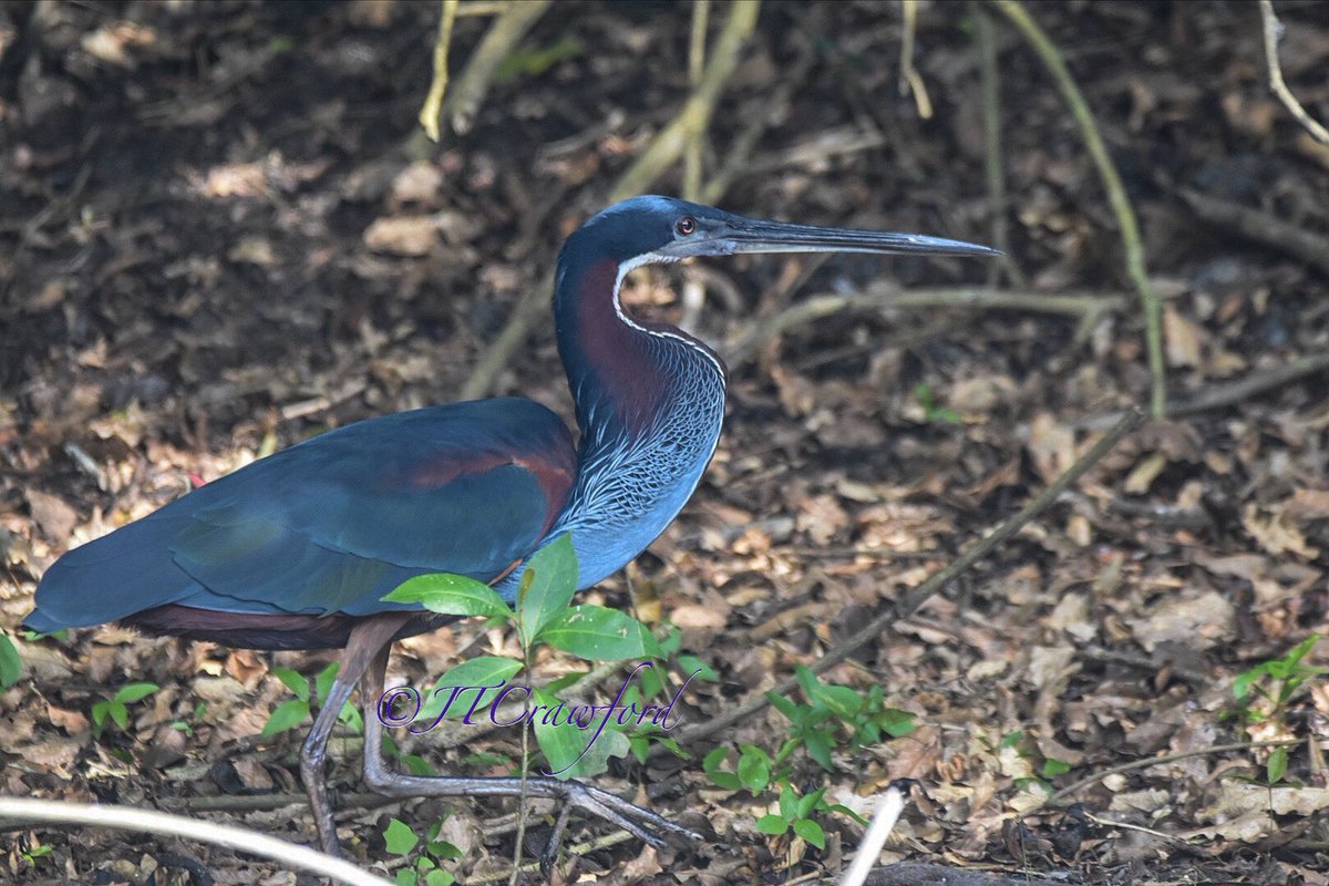 birdsofctwsbz's tweet photo. @JeffreyMWard One of my favorites…the Agami Heron https://t.co/zm7DhBYztX