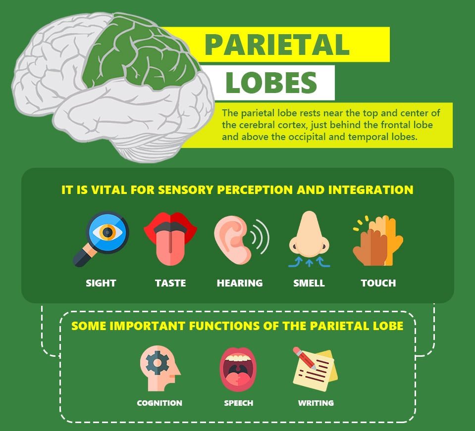 jamiellouismd's tweet photo. @BrownHospMed @TBHMedicine @grepmeded Eastchester Clapping Sign: when pts w parietal neglect are asked to clap, they clap their functioning hand against the air, stopping at the midline as if meeting the other hand there. Pts without neglect reach across the midline to clap against the paralyzed or neglected hand. https://t.co/w3ZNIp1T1i