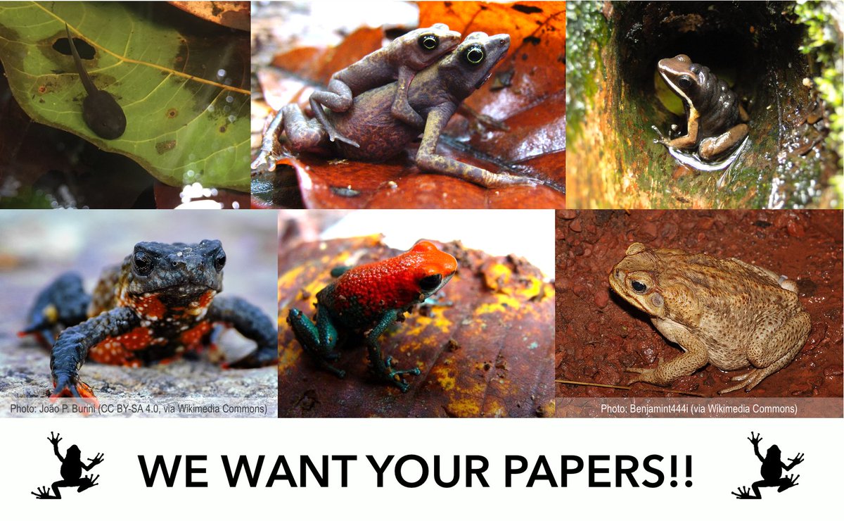Bibiana Rojas (@biobiiana) on Twitter photo Toxins, fights, astonishing navigation skills, parental care, crazy gen & phenot diversity, stunning colours... Sound familiar? <a href="/fvargas_salinas/">Fernando Vargas-Salinas</a> and I invite you to submit your papers on #poisonfrogs (broad sense) to this SI in <a href="/evoecology/">Evolutionary Ecology</a>! 👉link.springer.com/collections/fe… DL: 🗓️31.05 Toxins, fights, astonishing navigation skills, parental care, crazy gen & phenot diversity, stunning colours... Sound familiar? <a href="/fvargas_salinas/">Fernando Vargas-Salinas</a> and I invite you to submit your papers on #poisonfrogs (broad sense) to this SI in <a href="/evoecology/">Evolutionary Ecology</a>! 👉link.springer.com/collections/fe… DL: 🗓️31.05