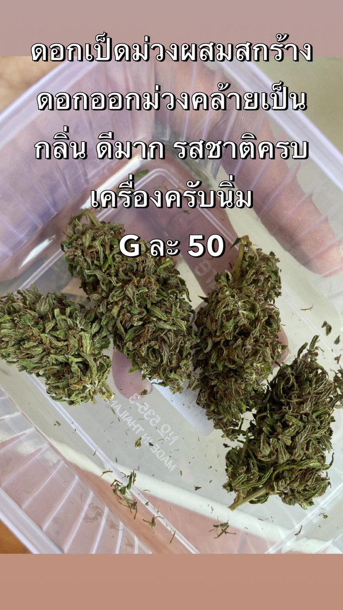 ShiyoyoSHOP's tweet photo. 📣โปรโมชั่น🔥                                     *หางกระรอก G 30.- #กัญชา
เป็ดม่วงผสมสกั้ง G 50.- 
บรีทไทย G 50.-

คุณได้รับคำเชิญให้เข้าร่วม "🦄กัญชา&amp;ยาเม็ดยาน้ำhttps://t.co/EwOG44eWYy🦄" โปรดแตะลิงก์ด้านล่างเพื่อเข้าร่วมโอเพนแชทนี้
https://t.co/exVfi8T3xX https://t.co/rPtGlWdIGt