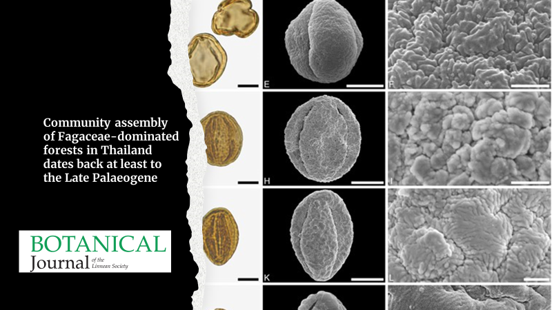 BotJLinnSoc's tweet image. Community assembly of tropical #Fagaceae-dominated forests in #Thailand dates back at least to the Late #Palaeogene
Malaikanok, Grímsson, Denk &amp;amp; Phuphumirat
#Pollen #Palynology #Quercus
doi.org/10.1093/botlin…